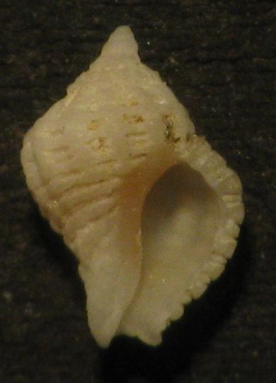 Coralliophila juv.